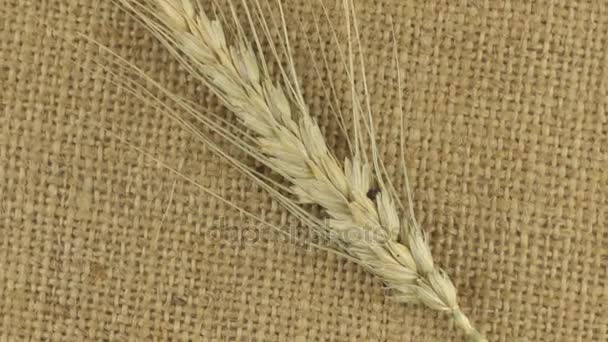 Rotace Klásek pšenice ležící na pytloviny. — Stock video