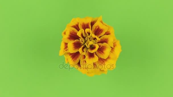 Slow rotation of a yellow flower on a green background, keying. — Stock Video