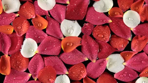 Petali di rosa con gocce di rugiada ondeggianti nel vento . — Video Stock
