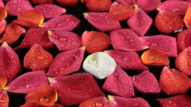 Zoom rozenblaadjes met dauw druppels zwaaien in de wind. — Stockvideo