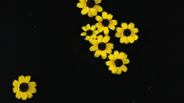 Zoom daisy flowers with dew drops in the rain. — Stock Video