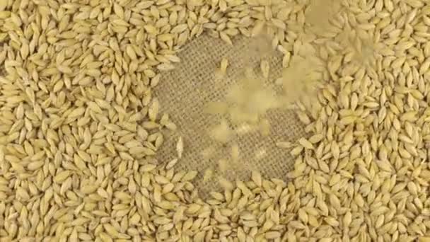 La caída de granos de cebada en el círculo giratorio de cebada acostado sobre tela de saco . — Vídeo de stock
