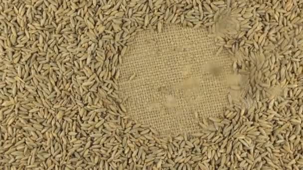 Padající zrna žita na rotující kruh žita na pytloviny. — Stock video