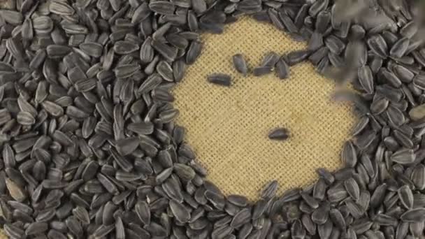 Klesající slunečnicová semínka na rotující kruh slunečnicových semen, ležící na pytloviny. — Stock video