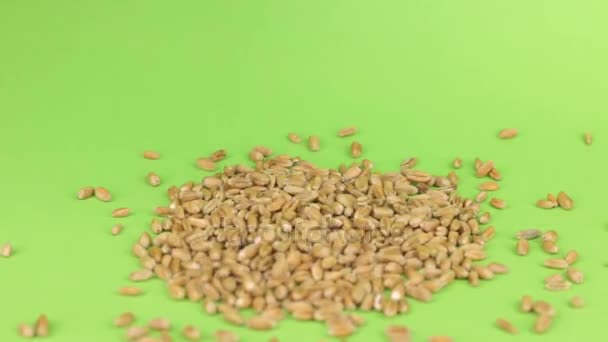 Падение зерна пшеницы на кучу пшеницы на зеленом экране , — стоковое видео