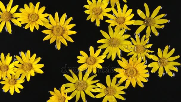 Mooie, ontspannende achtergrond. Wind waait op zwevend in het water geel daisy. — Stockvideo