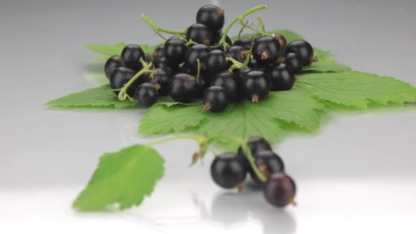 Closeup black currant on a background made of black currant. — Stock Video