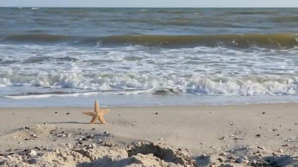 Zoom hvězdice lepení v písku beach. — Stock video