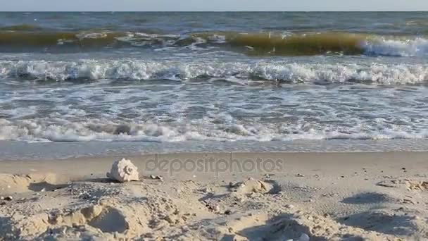 Zoom seashell lying on the sand beach. — Stock Video