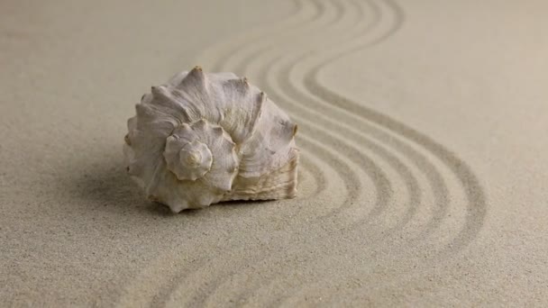 Zoom concha de mar acostado en la playa de arena . — Vídeos de Stock