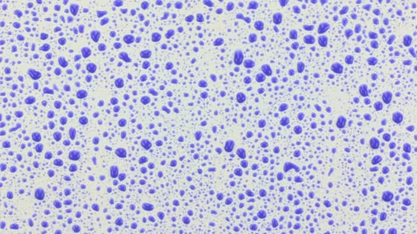 Eső csepp kék festék és patakok a fehér felület kialakulása. — Stock videók