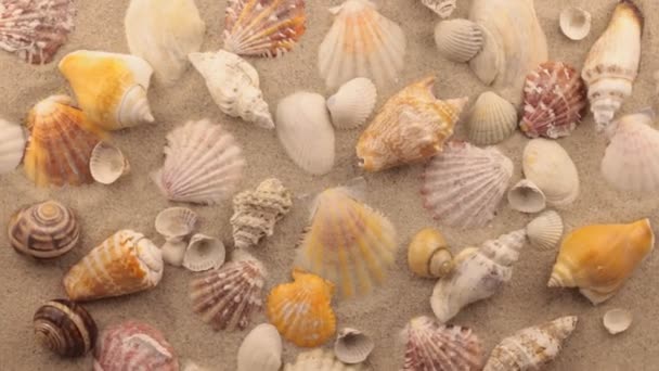 Rotation of seashells and stones. — Stock Video