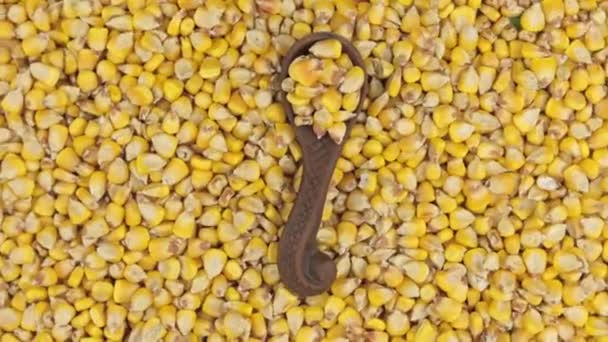 Вращение и увеличение кукурузы в глиняной ложке, лежащей на фоне семян кукурузы . — стоковое видео