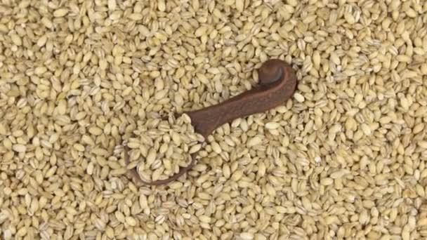 旋转和缩放的珍珠大麦在粘土勺子躺在珍珠大麦种子的背景. — 图库视频影像