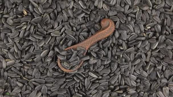 Rotación y zoom del girasol en una cuchara de arcilla sobre el fondo de semillas de girasol . — Vídeo de stock