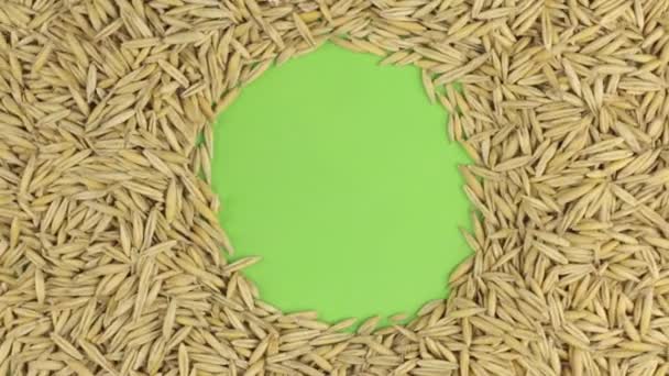 Rotación de los granos de avena que se encuentran en una pantalla verde, croma key . — Vídeo de stock