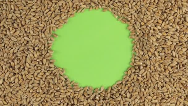 Drehung der Weizenkörner, die auf einem grünen Bildschirm liegen, Chroma-Taste. — Stockvideo