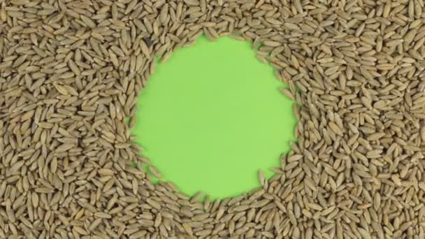 Rotation of the rye grains lying on a green screen, chroma key. — Stock Video
