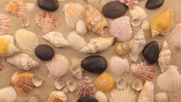 Rotation of seashells and black stones. — Stock Video