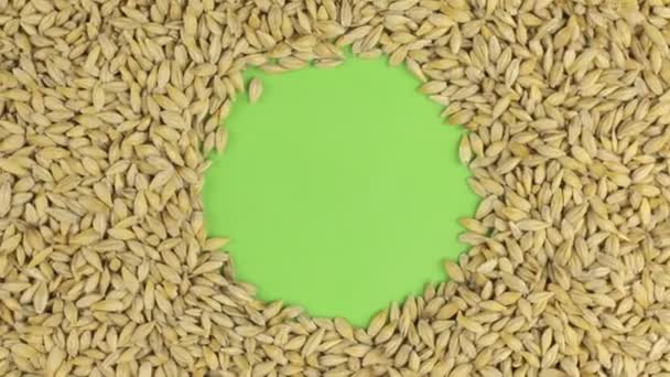 Rotation des grains d'orge couchés sur un écran vert, clé chromatique . — Video