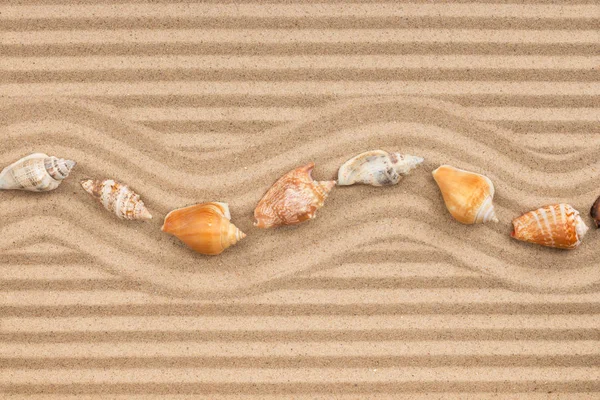 Row of seashell lying on the striped sand, with space for text. — Stock Photo, Image