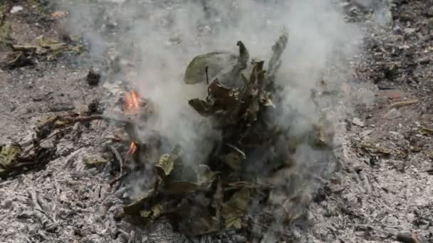 Человек бросает сухие листья в огонь, и он загорается. листья, трава и другая естественная растительность с густым белым дымом . — стоковое видео
