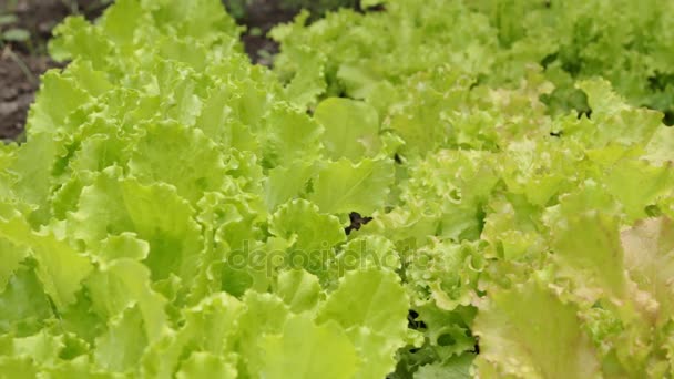 El viento sopla en dos tipos de hojas de lechuga . — Vídeo de stock