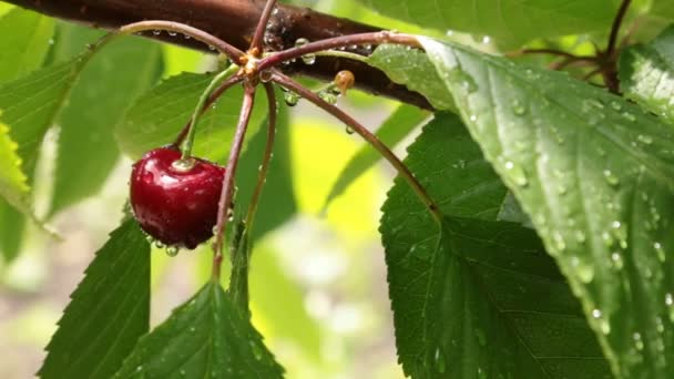 Il vento soffia su una ciliegia matura in gocce d'acqua, appesa a un ramo d'albero . — Video Stock