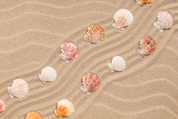 Conchas marinas y un zigzag de la arena . — Foto de Stock