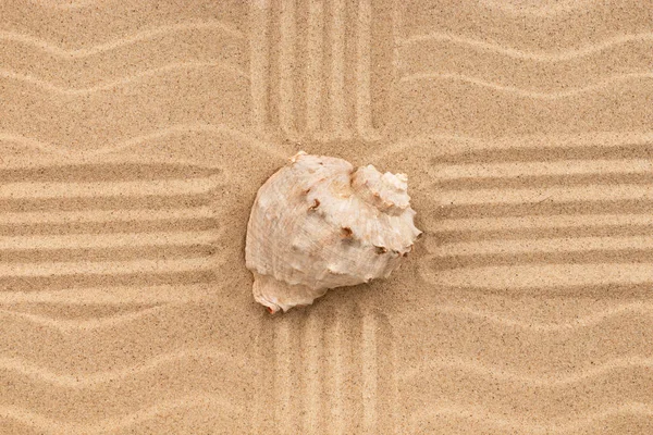 Sea shell in het zand met vier lijnen. — Stockfoto