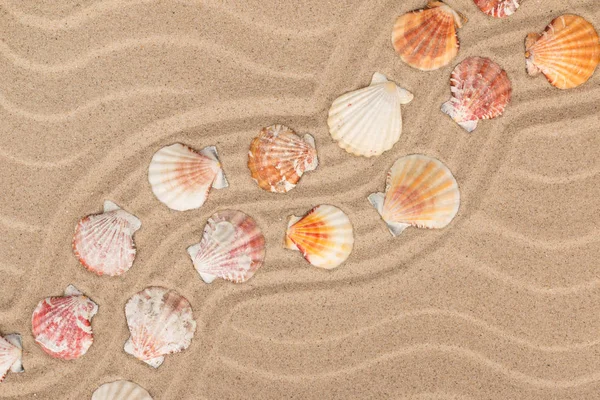 Seashells and a zigzag from the sand. — Stock Photo, Image