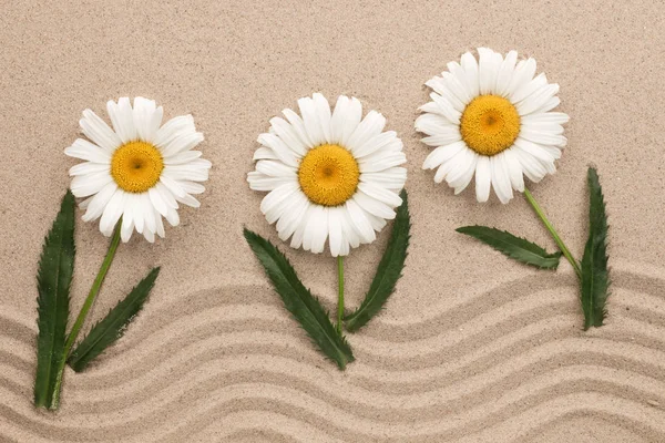 White daisies growing on wavy sand. Concept. — Stock Photo, Image