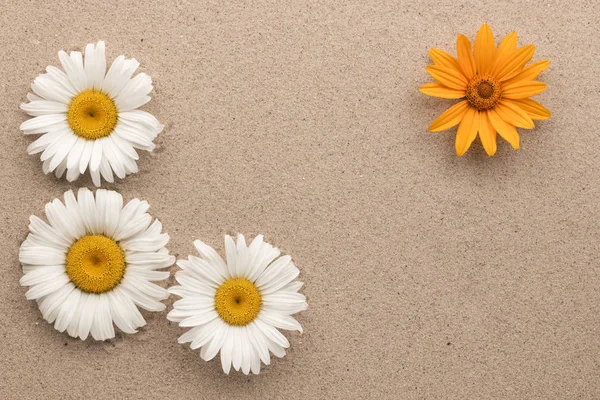 Frame of three white and one yellow daisies on the sand. — Stock Photo, Image