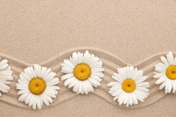 Frame of white daisies on wavy sand. Beautiful foto. — Stock Photo, Image
