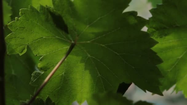 Gros plan Les feuilles de raisin se balancent dans le vent au soleil . — Video