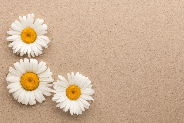 Three white daisies lying on the sand with space for your text. — Stock Photo, Image