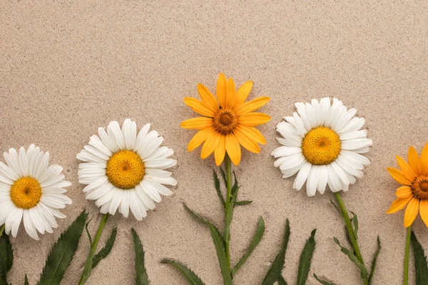 Conceptual image of yellow and white daisies growing from sand. — Stock Photo, Image