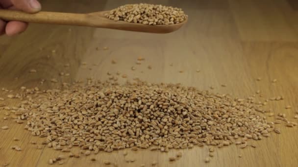Mão rapidamente derrama os grãos de trigo de uma colher de madeira em uma pilha de trigo . — Vídeo de Stock