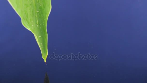 Släppa droppar vatten från ett grönt blad i blå vatten. — Stockvideo