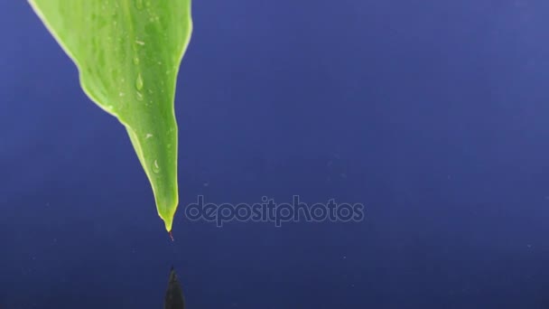 Dejando caer gotas de agua de una hoja verde en el agua azul . — Vídeos de Stock