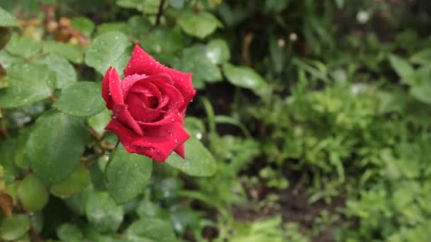 Zoom de la rosa roja en gotas de rocío . — Vídeos de Stock