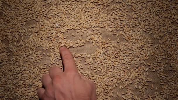 Чоловіча рука очищає зерно ячменю робить раму зерна на мішковині . — стокове відео
