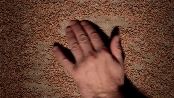 Mens hand reinigt tarwe granen maakt een frame van korrels op jute. — Stockvideo