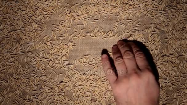 Mens hand cleans oat grains makes a frame of grains on burlap. — Stock Video