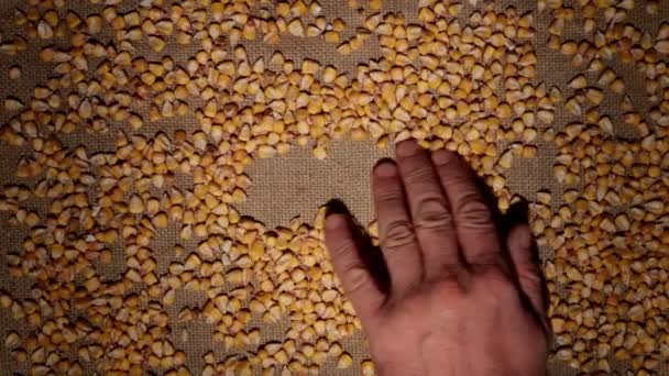 Mens hand cleans corn grains makes a frame of grains on burlap. — Stock Video
