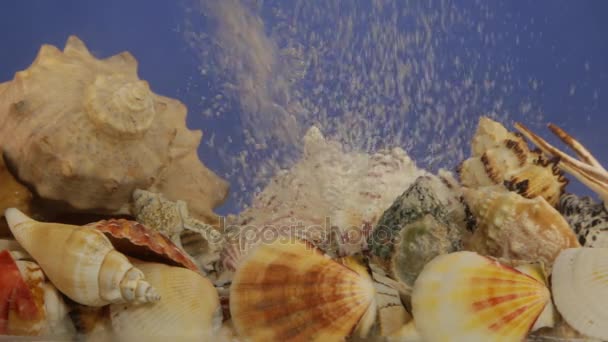 Ström av vita bubblor i blått vatten på seashells. — Stockvideo
