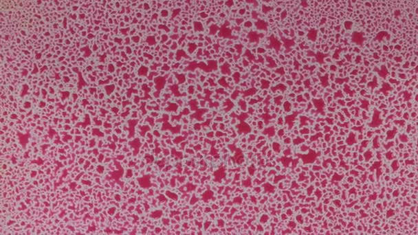 Zoom in drops of pink paint on a white background. — Stock Video