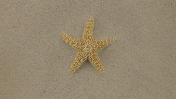 Onderlinge aanpassing voor starfish liggend op het zand, zoom. — Stockvideo