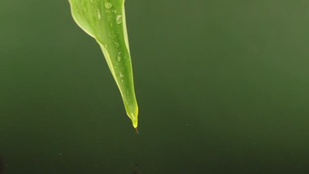 Gettare gocce d'acqua da una foglia verde nell'acqua . — Video Stock