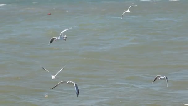 A flock a sirályok alacsonyan repülő felett a hullámok, és kenyeret eszik. — Stock videók